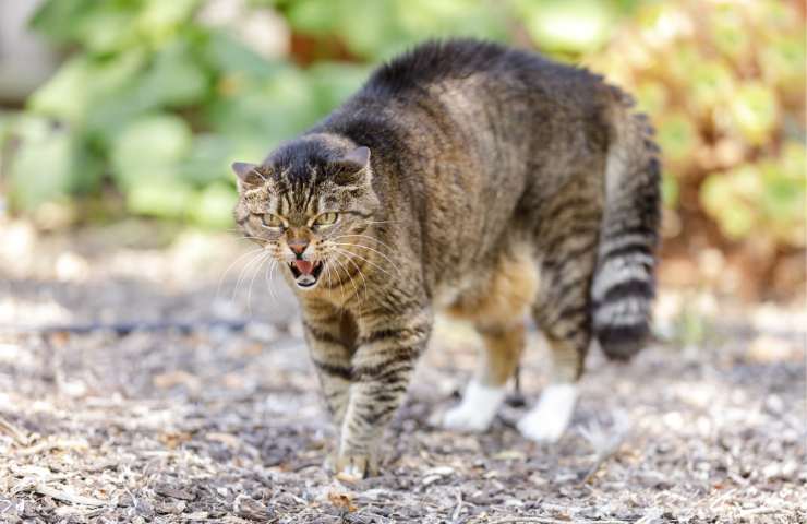 Gli animali sono in grado di prevedere i terremoti, perché percepiscono tutto