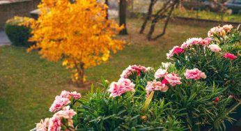 Verdure e fiori, quali varietà piantare in autunno per un rigoglioso orto sul balcone