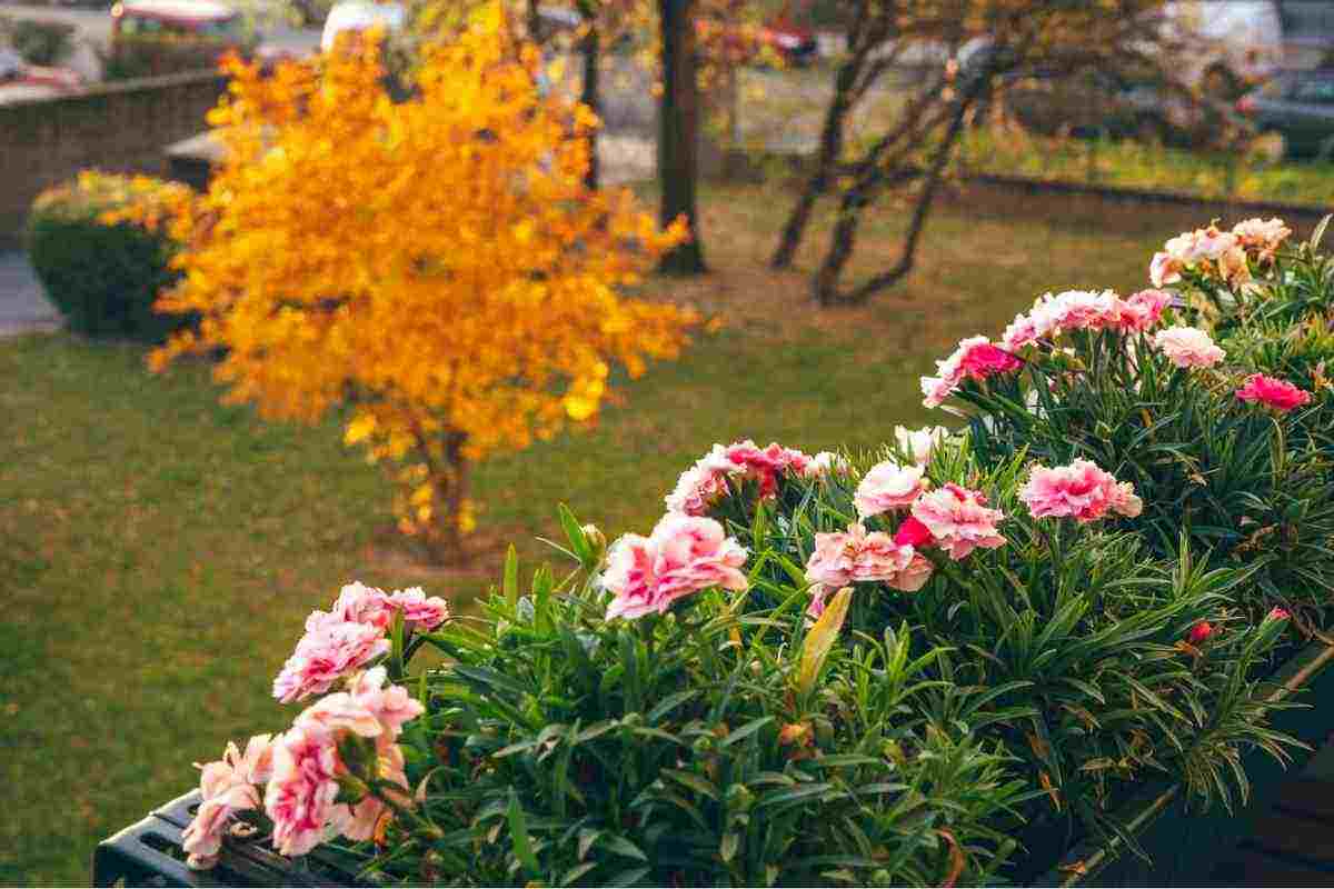 Verdure e fiori, quali varietà piantare in autunno