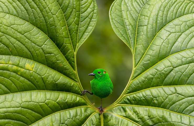 Glistening Green by Nicolas Reusens