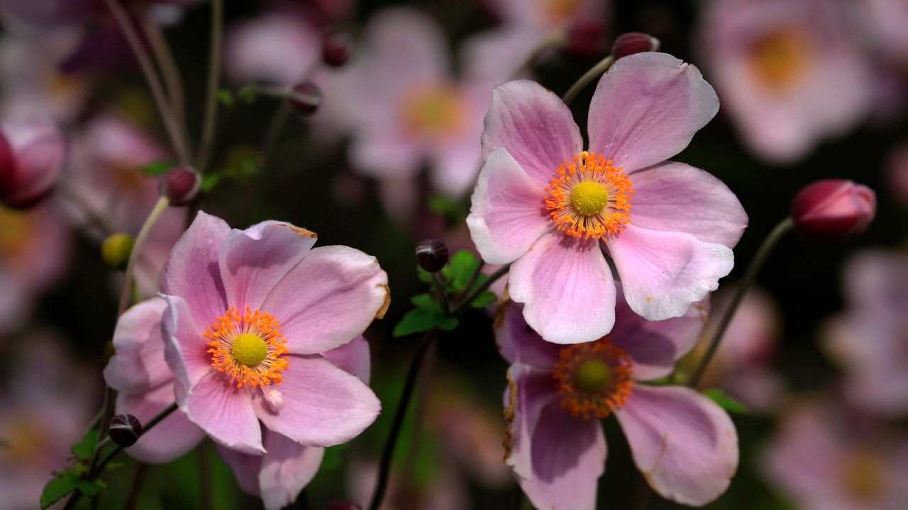 coltivare anemone giapponese autunno