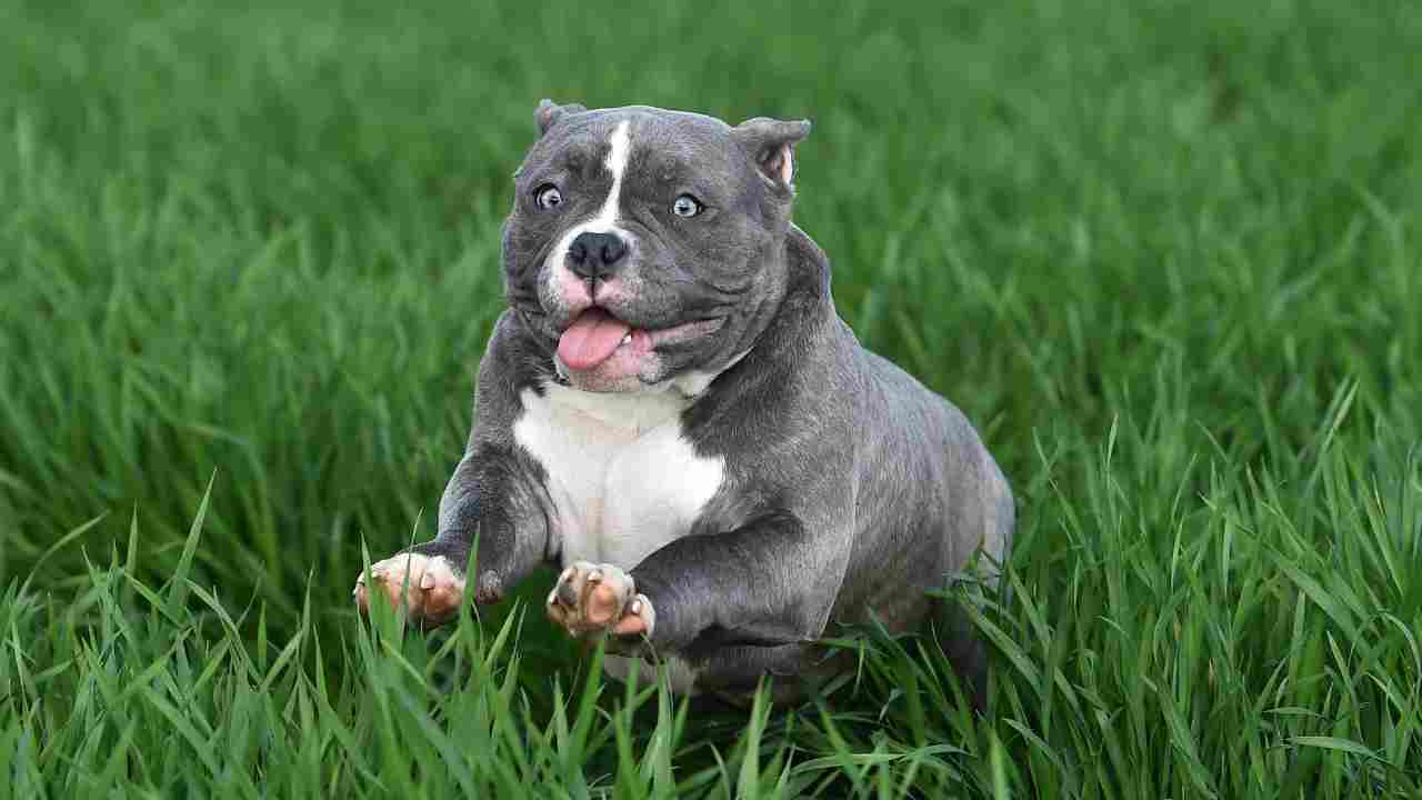 american bully comportamento