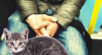 “Il cuoco ha ucciso il gattino con la scopa”, orrore in Italia