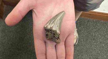 Un bambino ha trovato i resti in spiaggia di uno squalo ritenuto estinto