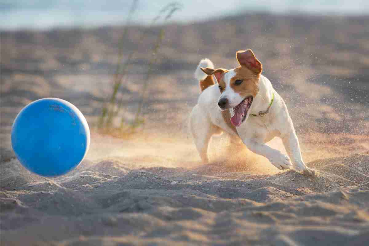 Jack Russel cani pelo corto piccoli