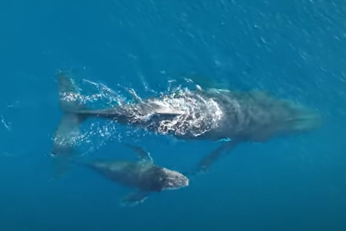 La balena con il suo piccolo