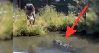 L’alligatore è enorme e l’uomo doveva solo dargli del cibo: ma nulla va come previsto – VIDEO