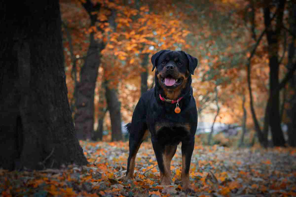 Le origini del Rottweiler