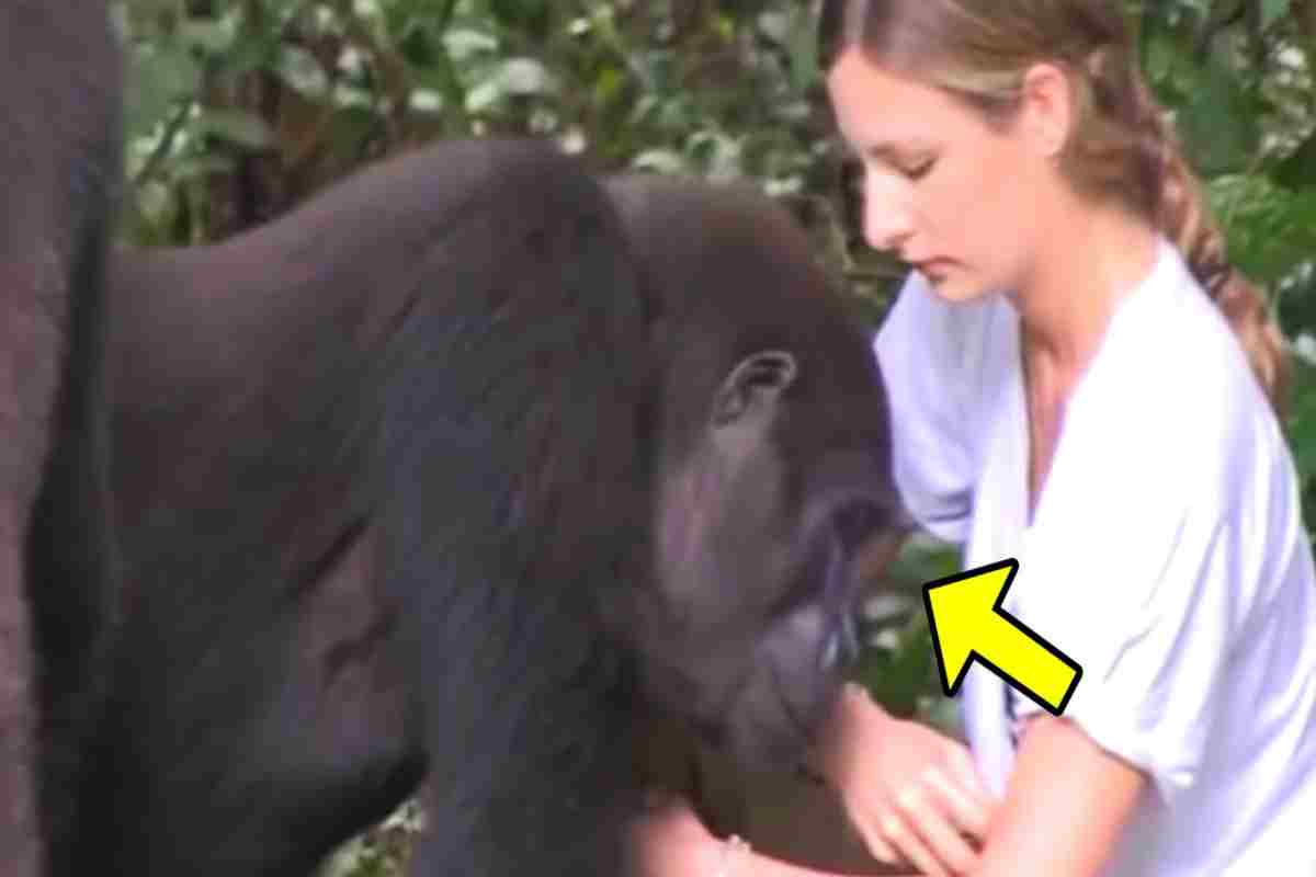 incontro gorilla ragazza