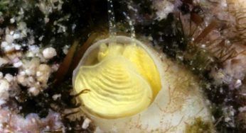 Scoperta una nuova specie animale, si nasconde nella barriera corallina della Florida