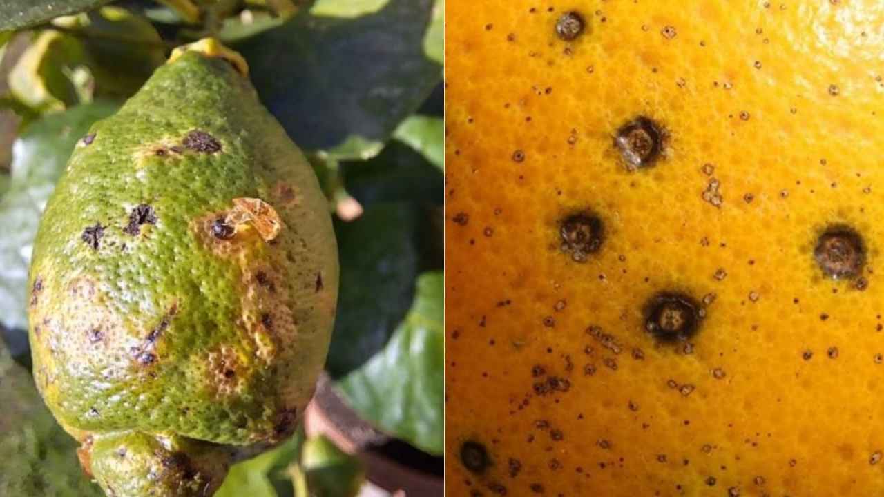 arance contaminate da macchia nera
