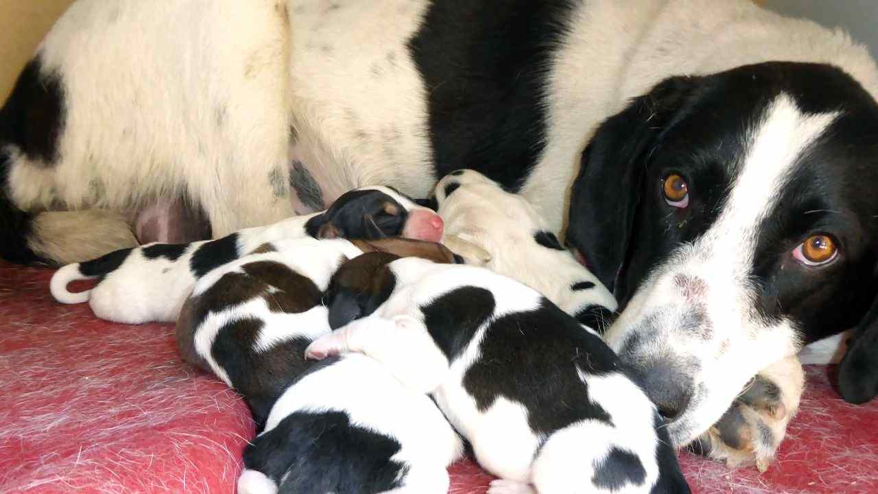 distacco cane cuccioli