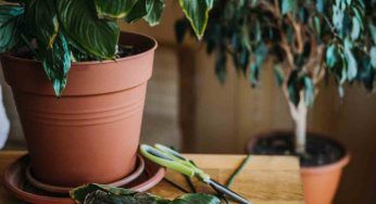 Malattie nell’orto e come curarle con metodi naturali