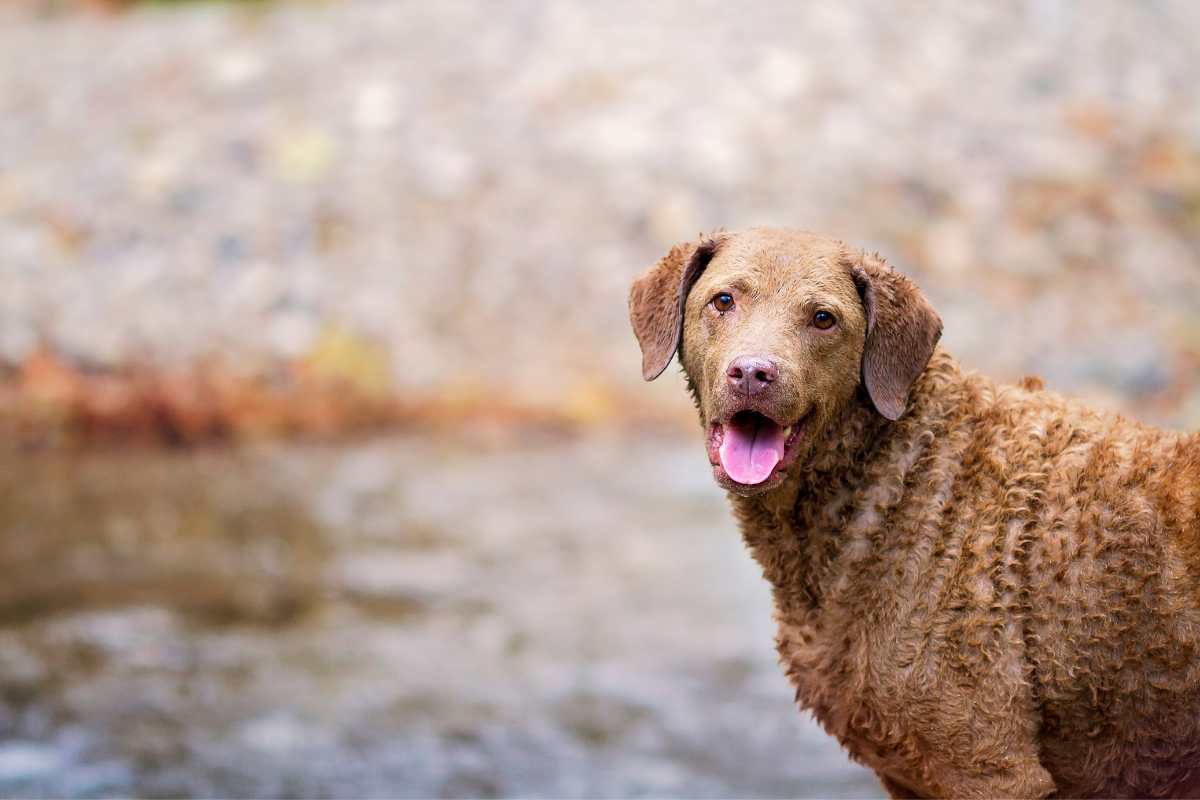 cane attaccato squalo