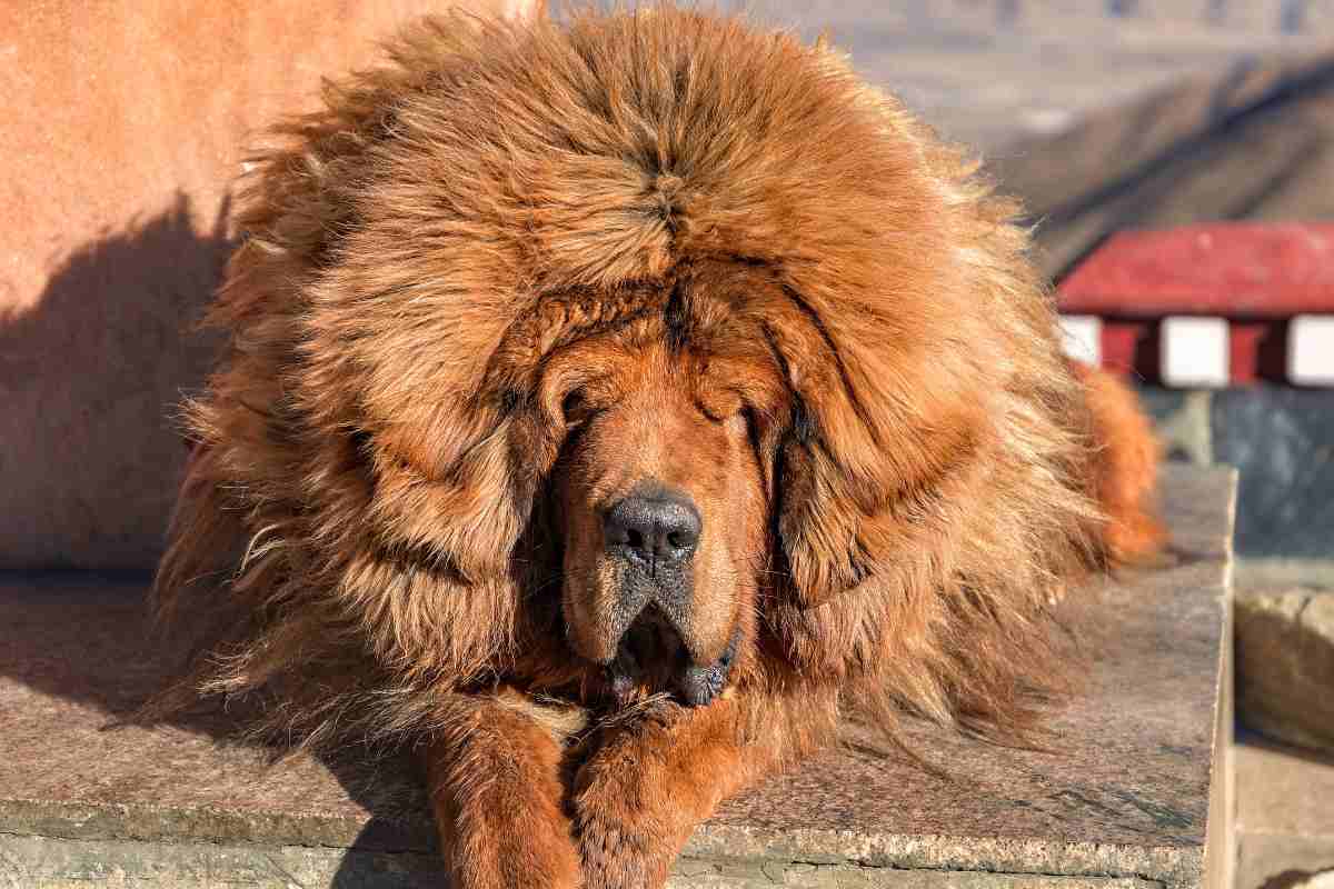 Mastino tibetano