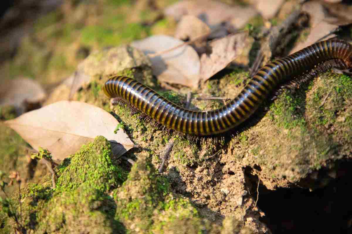 millepiedi scoperto Foresta Amazzonica nuova specie