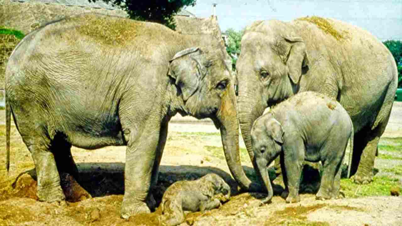 estinzione elefanti