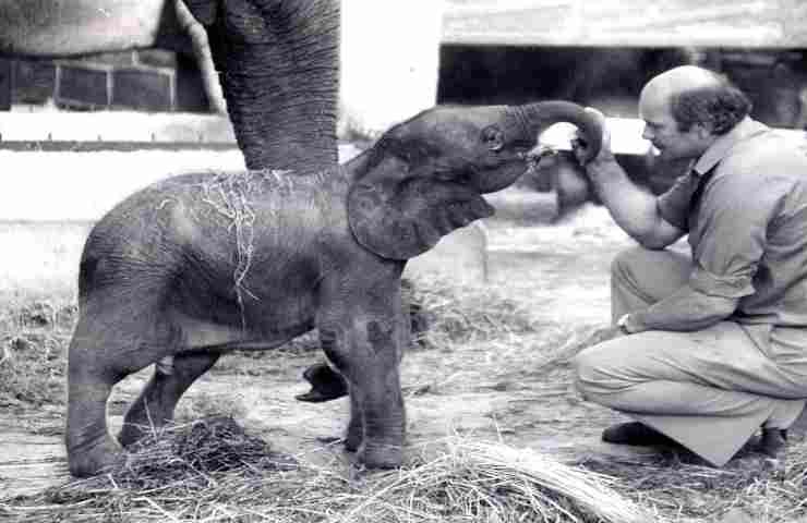 caso elefante motty