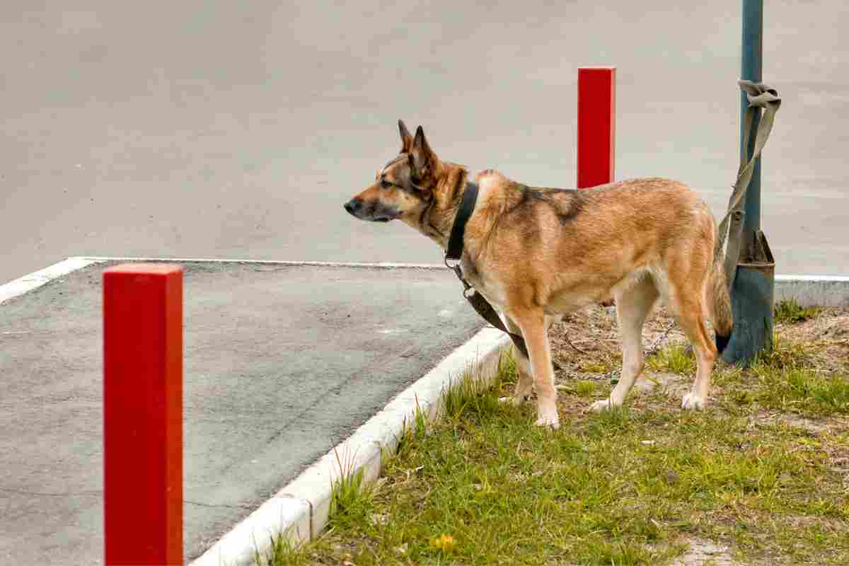 cani supermercati