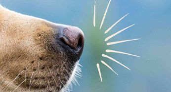 I cani riescono a percepire una malattia grazie al loro fiuto