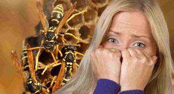 Nido di vespe in casa: l’esperto lo trova nel posto più impensabile – VIDEO