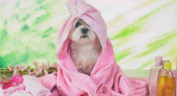 Nomi cani femmina, i più originali e particolari