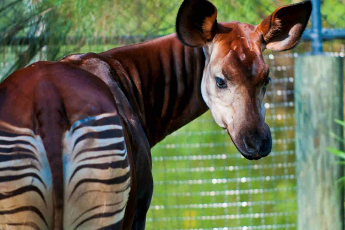 Okapi 