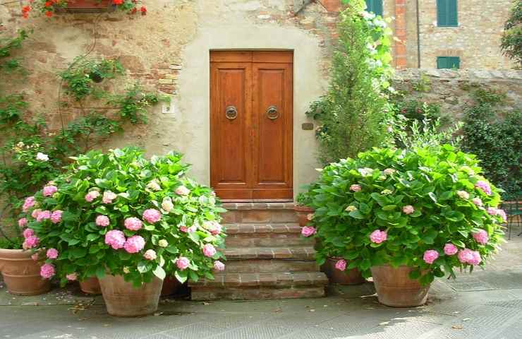 Ortensie, preparale alla fioritura