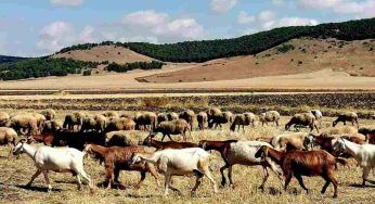 Alta Murgia: la rinascita dell’ultima steppa rimasta in Italia
