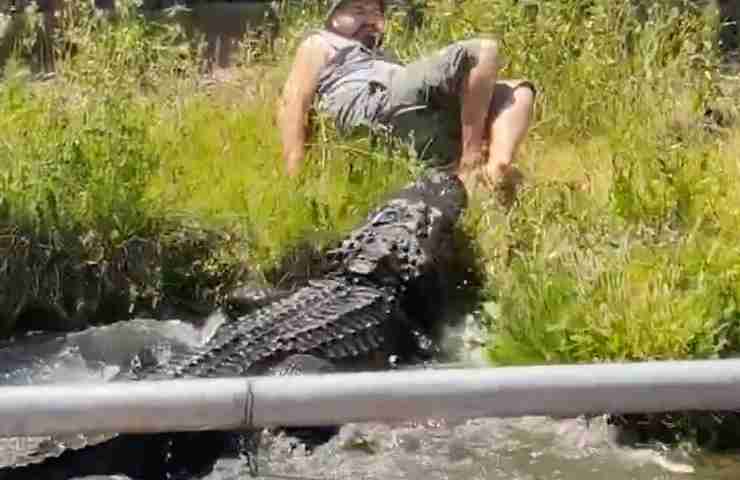 alligatore aggredisce uomo