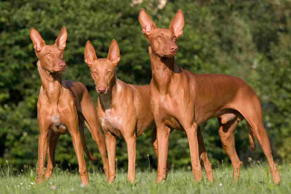 cani più costosi al mondo Pharaon Hound 
