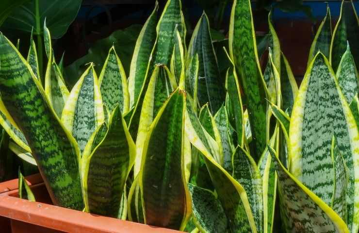 Pianta appartamento Sansevieria