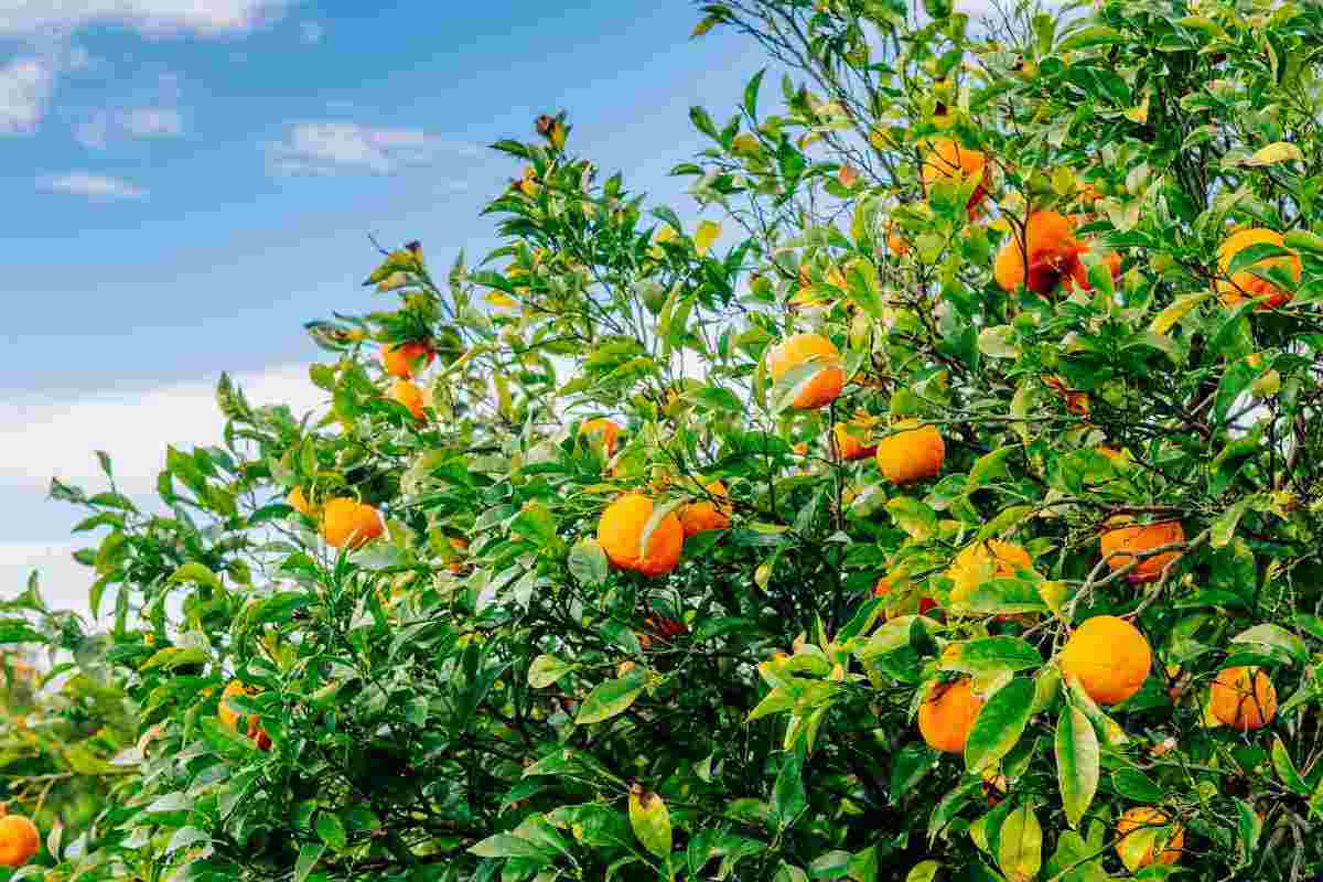 piantare un albero di arancio in giardino