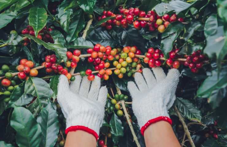 caffè potrebbe scomparire crisi climatica 