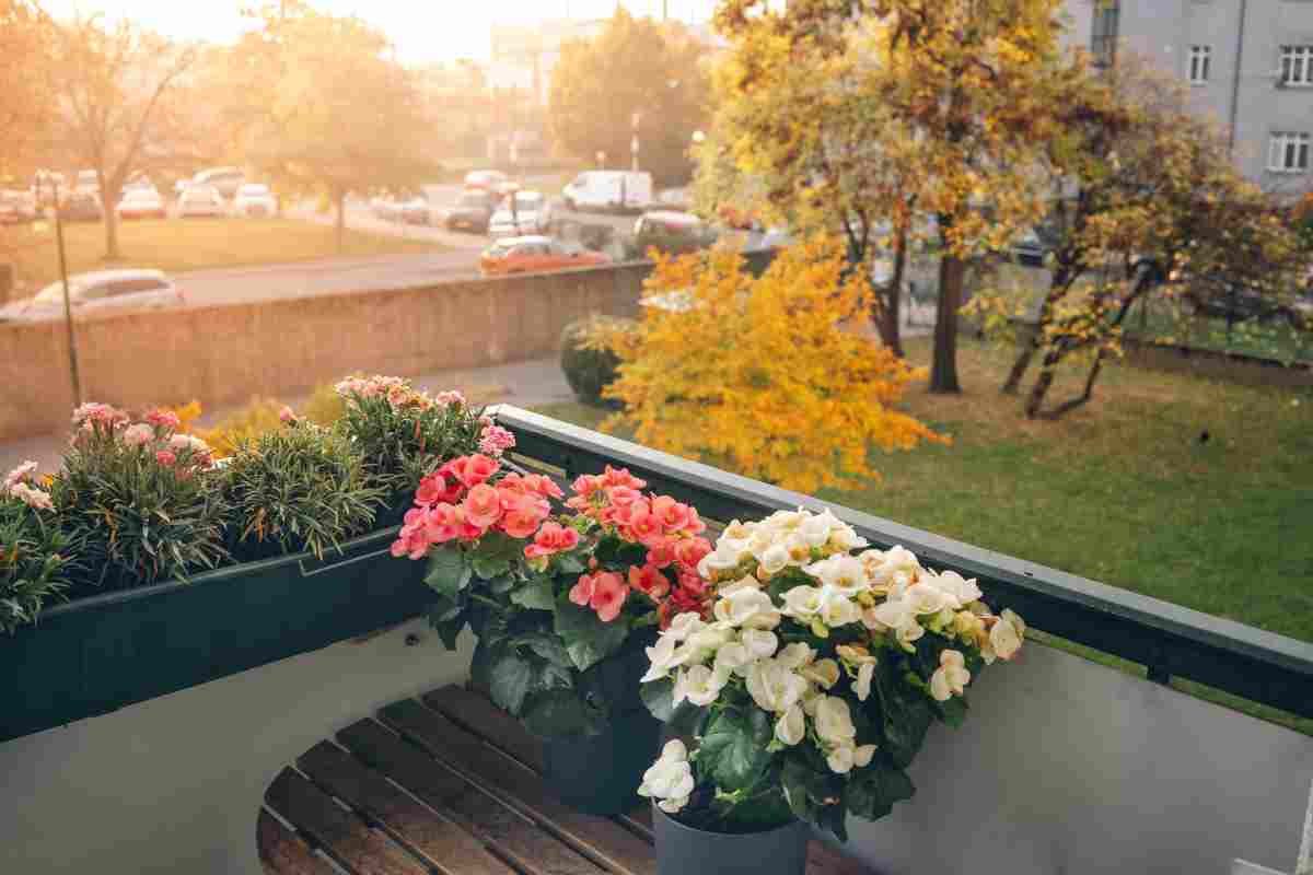 piante balcone autunno