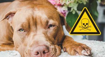 Se hai un cane o un gatto fai attenzione a queste piante in casa e in giardino