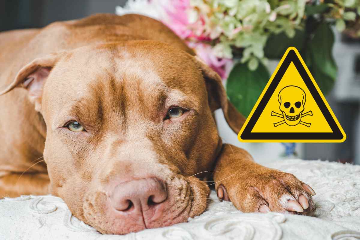 Piante da appartamento pericolose per la salute del cane e del gatto