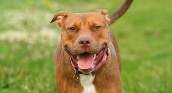 Assalita da un pitbull in strada: morta una donna