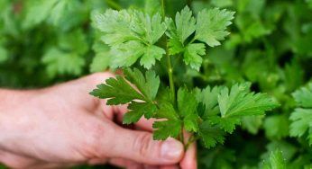 Prezzemolo, non rinunciarvi d’inverno: come fare