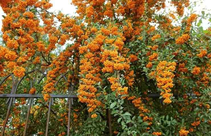 Pyracantha