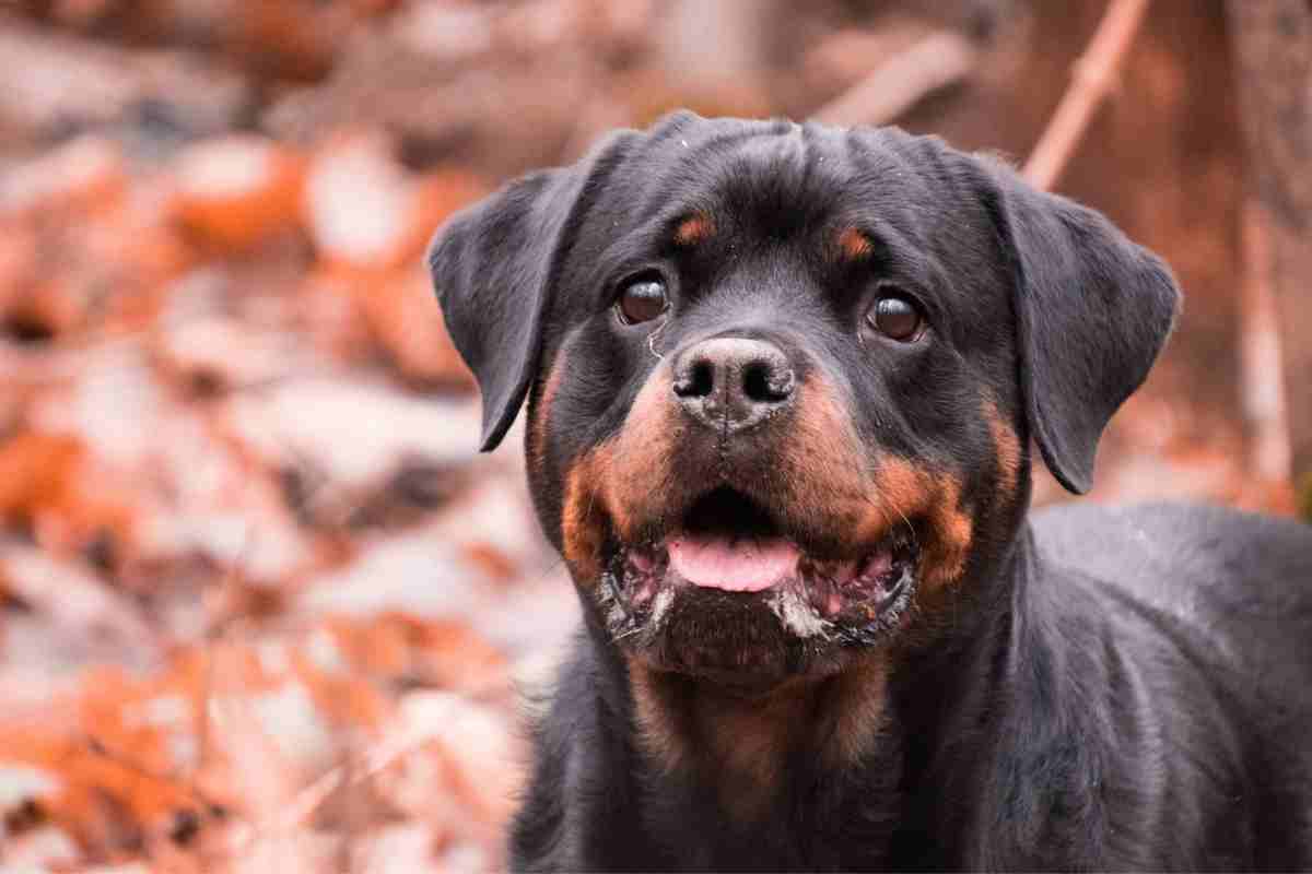 Quanto vive un Rottweiler