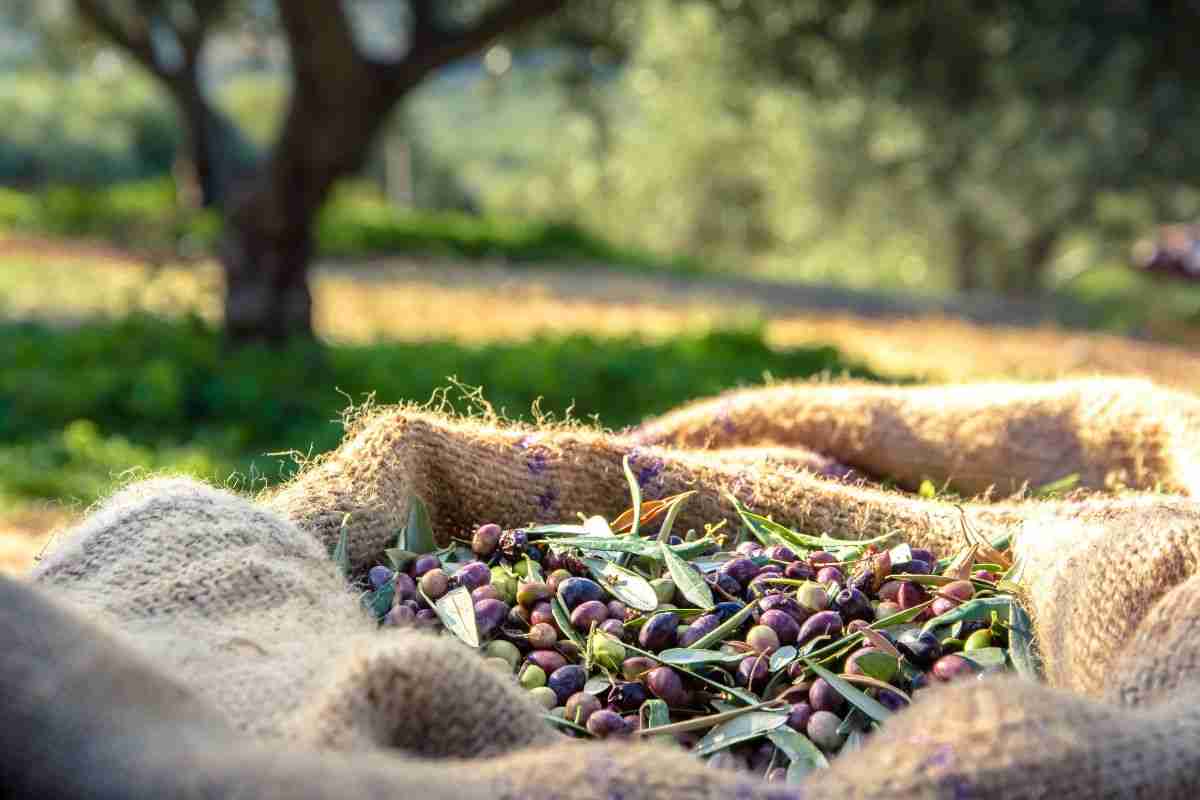 raccolta olive effetti clima