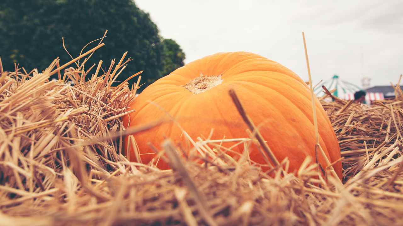 record zucca gigante