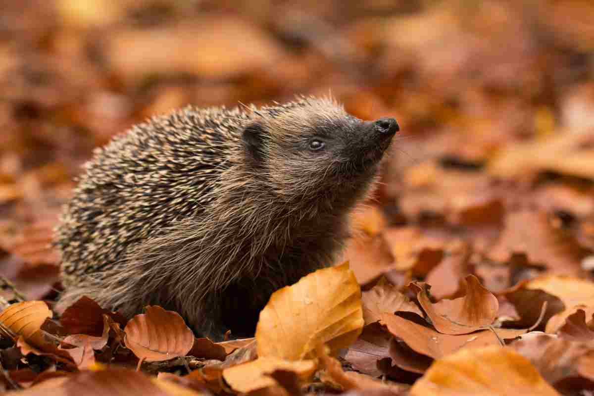 Gli animali del bosco: alcuni esemplari sono amati anche dai più