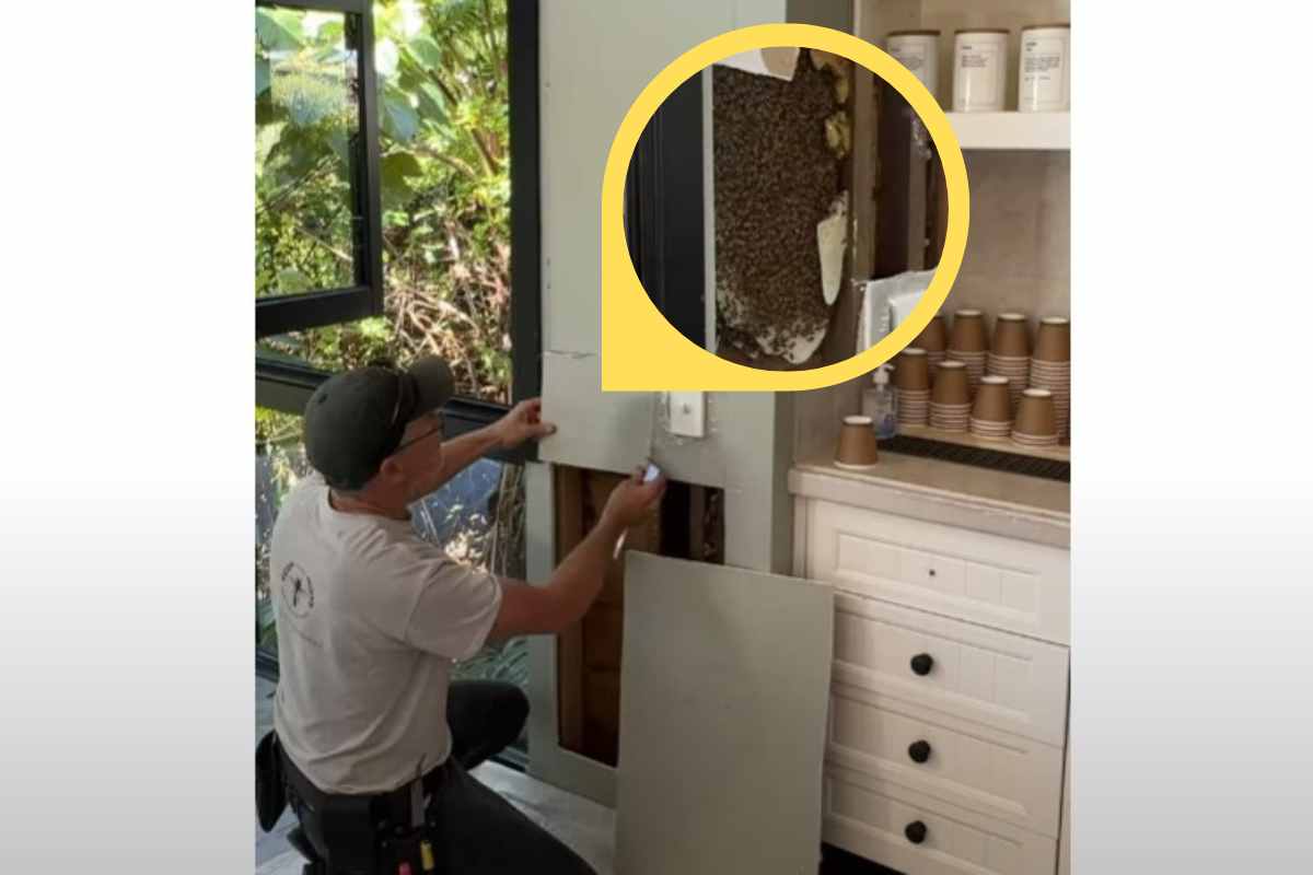 Suoni all'interno del muro possono essere migliaia di api