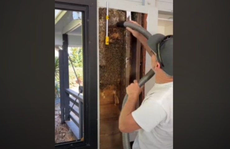 Suoni all'interno del muro possono essere migliaia di api