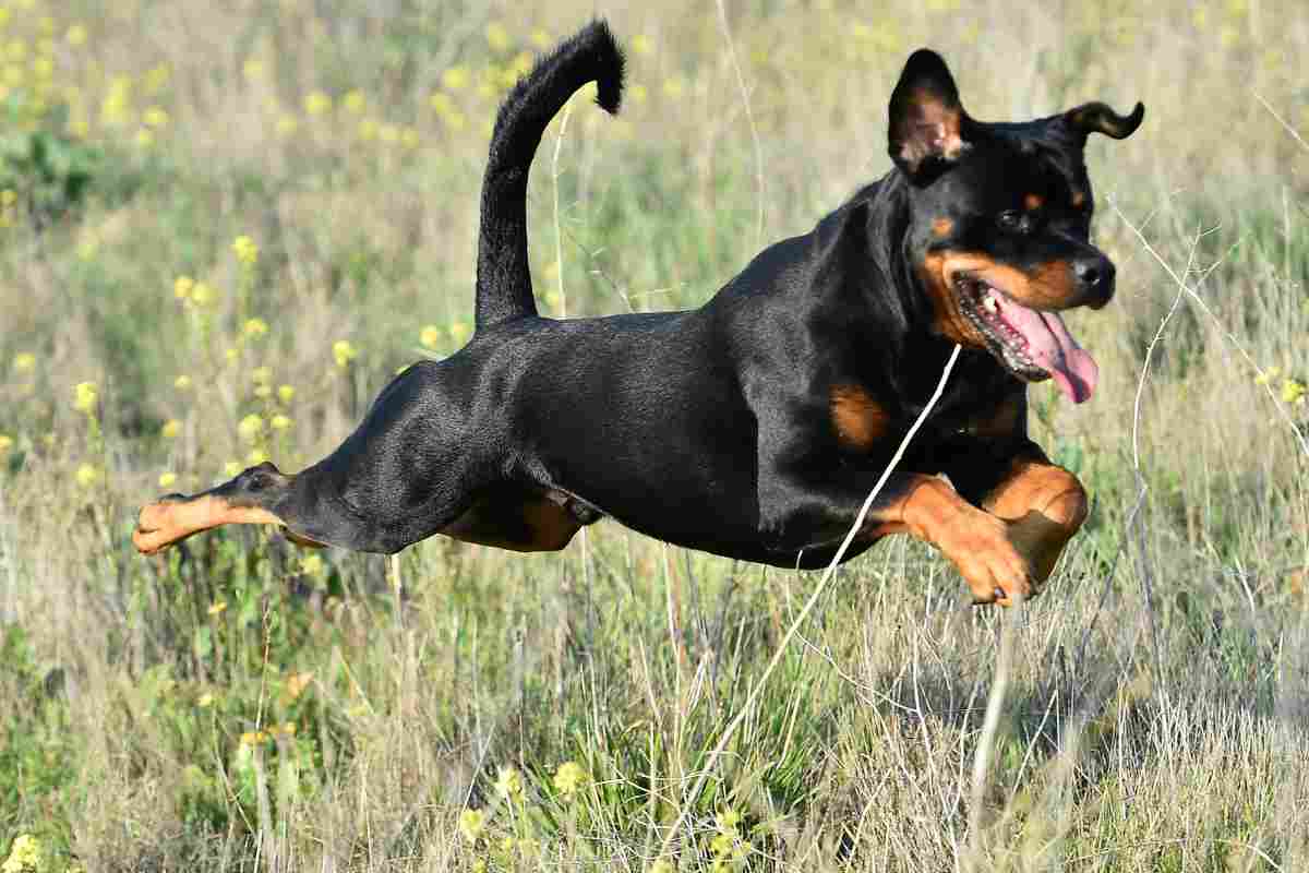 Rottweiler corre nel campo