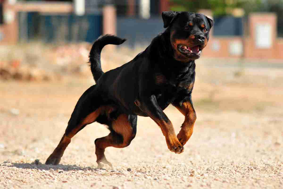 Rottweiler 