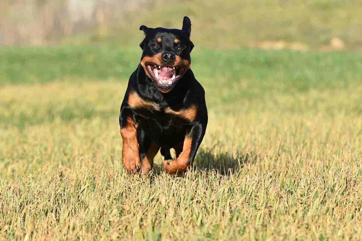 Rottweiler pericoloso o no