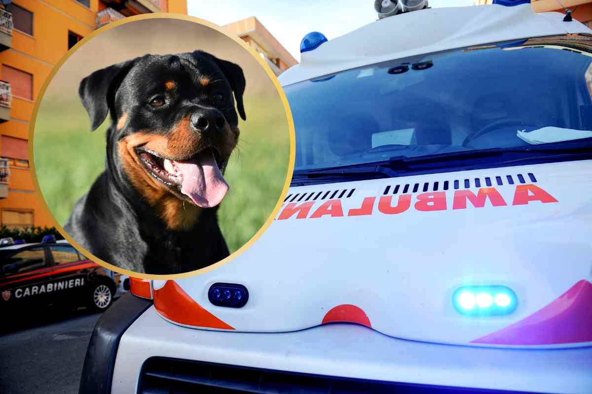 rottweiler morto